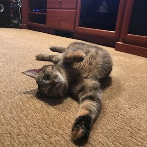 Meet your Posher, Gabi